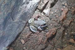Woodworker Frog photo 3