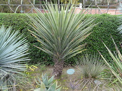 Yucca desmetiana
