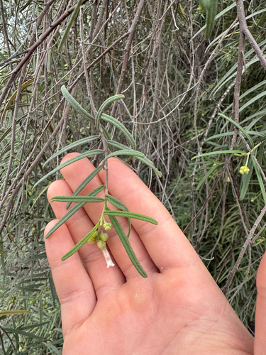 Varronia revoluta observed 2025-09-24