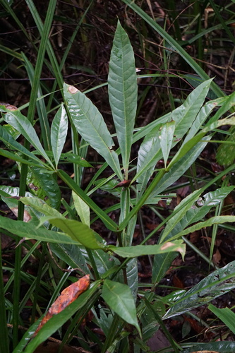 Teijsmanniodendron pteropodum observed 2020-06-06
