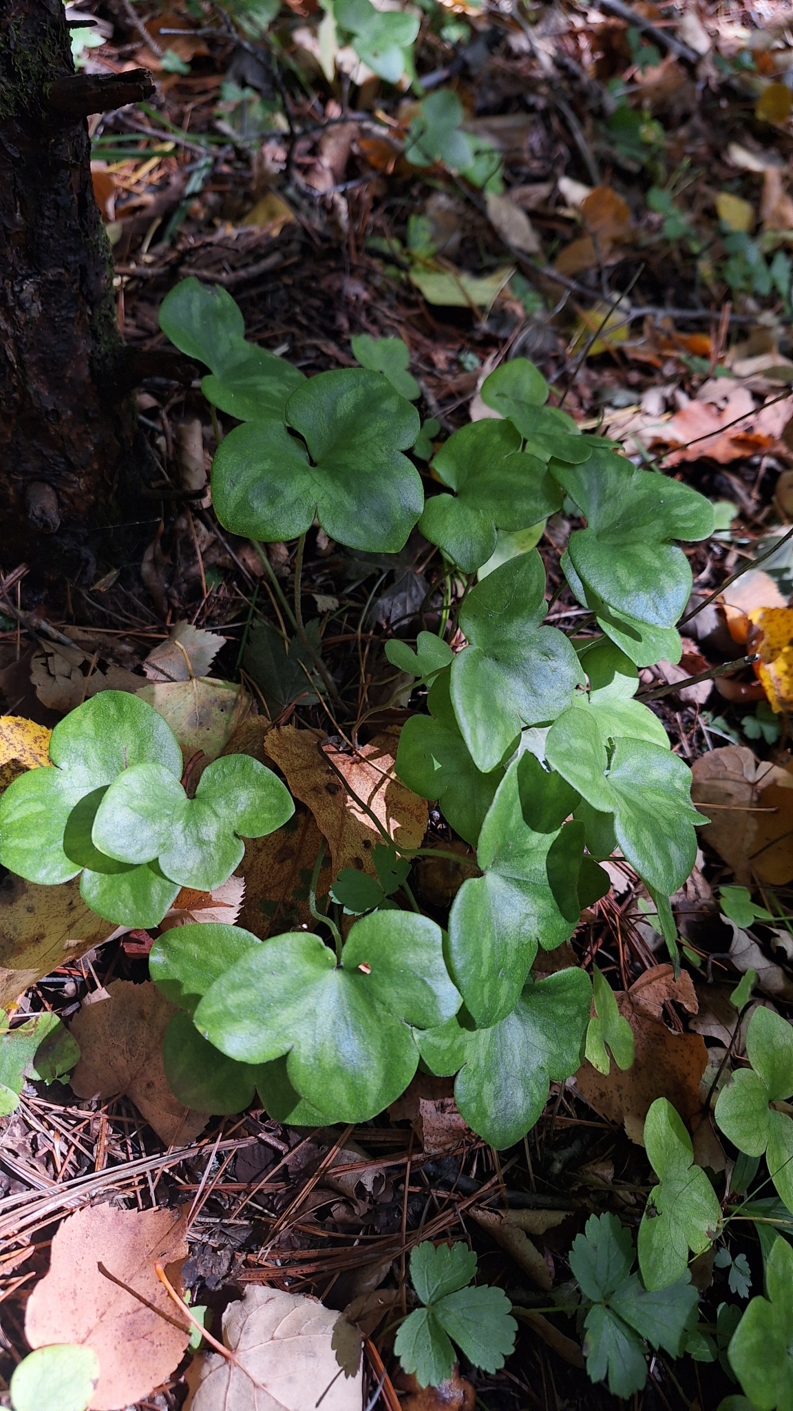 Asian Liverleaf (Hepatica asiatica)