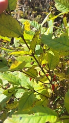 Lonicera maximowiczii, photograph (c) Violetta Dzizyurova, some rights reserved (CC BY)