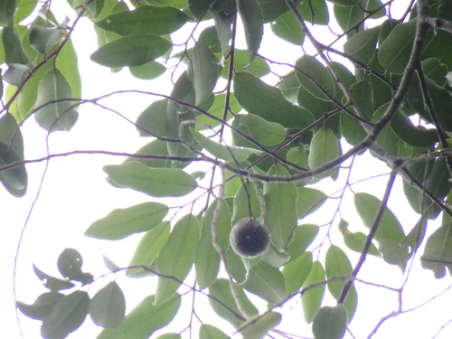 Shirakiopsis indica observed 2016-11-13
