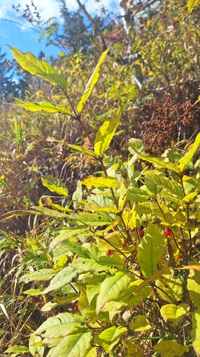 Lonicera maximowiczii, photograph 5