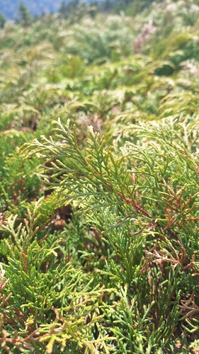 Microbiota decussata, photograph 4