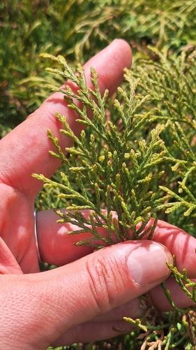 Microbiota decussata, photograph 5