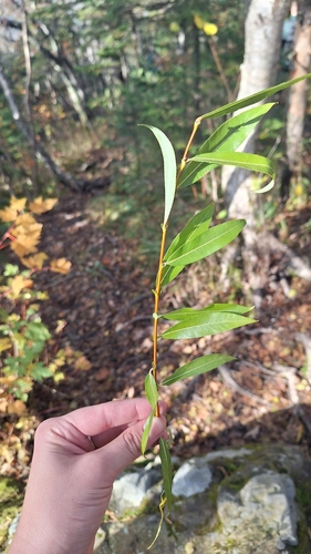 Prunia-shoot willow (Salix rorida)