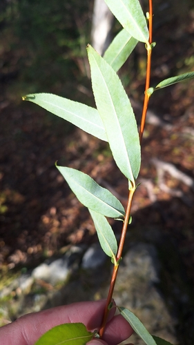 Salix rorida, photograph 4