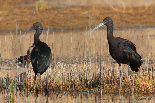 Foto de Glossy Ibis