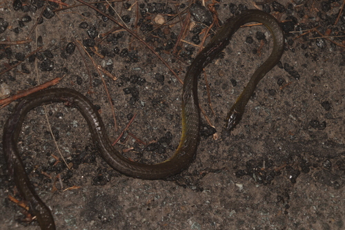 Common Tree Snake sighting