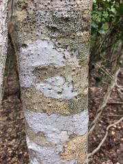 Jatropha malacophylla