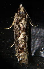 Gretchena watchungana