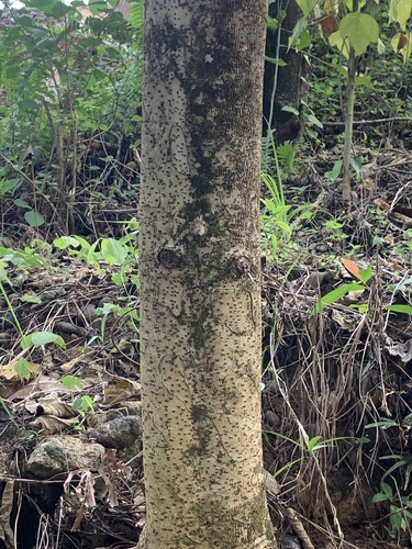 Duabanga moluccana observed 2025-08-22