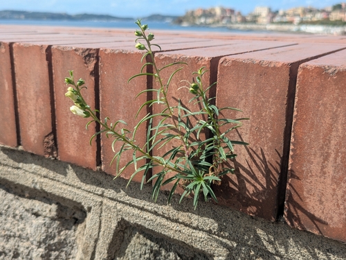 Antirrhinum siculum (Antirrhinum siculum)