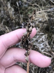 Dasistoma macrophylla