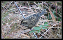Carpodacus rodochroa