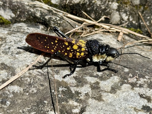 Spotted Locust photo 4