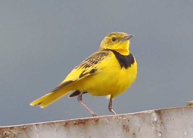 Golden Pipit (Tmetothylacus tenellus), photo 9