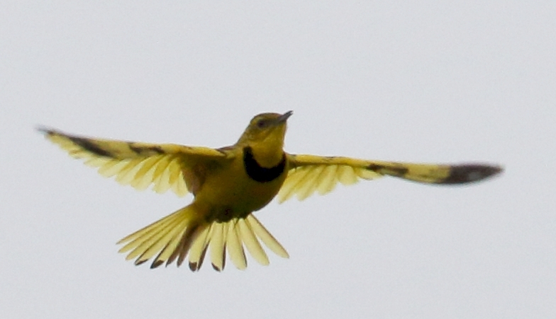 Golden Pipit (Tmetothylacus tenellus), photo 10