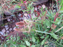 Polypogon interruptus