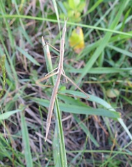 Tetanorhynchini