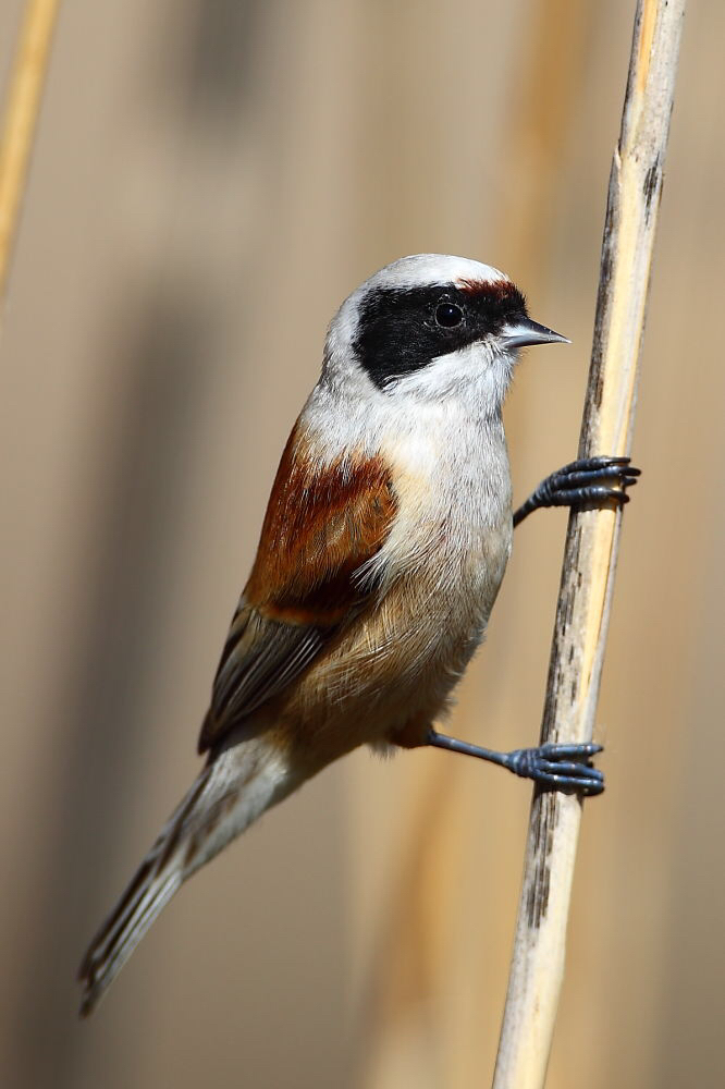PDF) Poorly studied Black-headed Penduline Tit (Remiz macronyx) recorded  for the first time in Turkey (Aves: Remizidae)