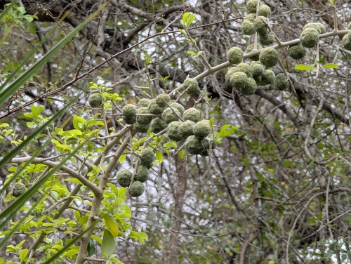 African osage-orange (Maclura africana)