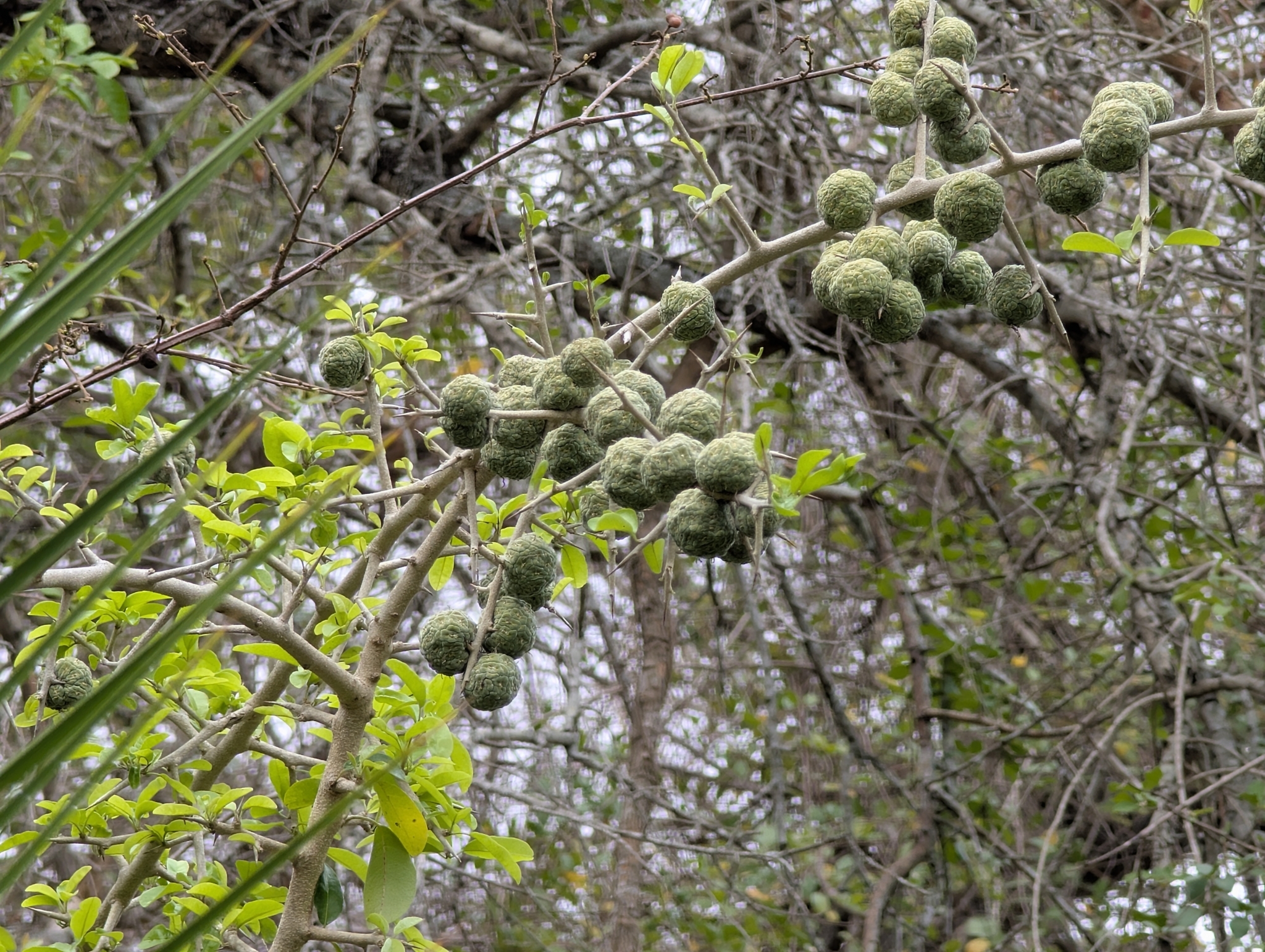 African Osage-Orange (Maclura africana)