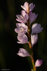 Watsonia marginata