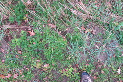 Tripleurospermum inodorum