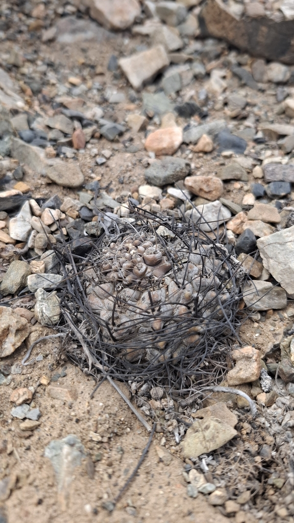 Eriosyce occulta, Antofagasta, CL-AN, CL