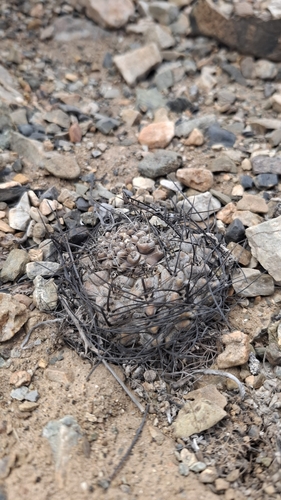 Eriosyce occulta