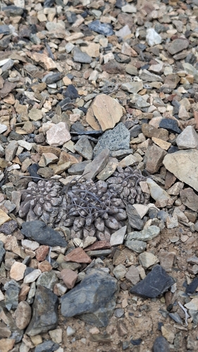 Eriosyce occulta