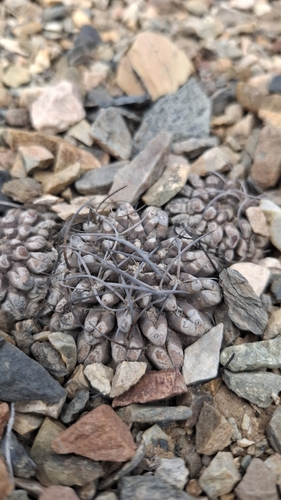 Eriosyce occulta