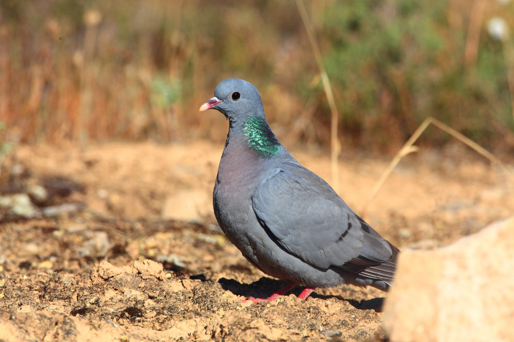 Foto de Stock Dove