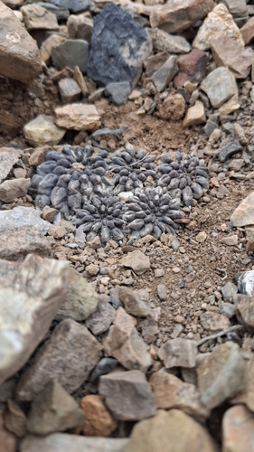 Eriosyce occulta