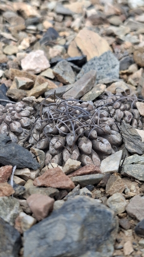 Eriosyce occulta