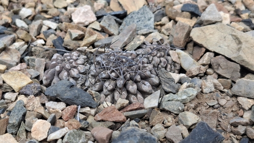 Eriosyce occulta