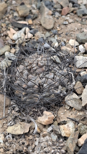 Eriosyce occulta