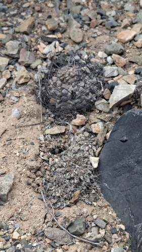 Eriosyce occulta