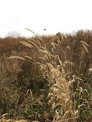 Setaria viridis major