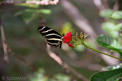 Heliconius charithonia