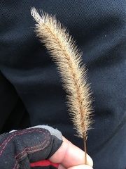 Setaria viridis major