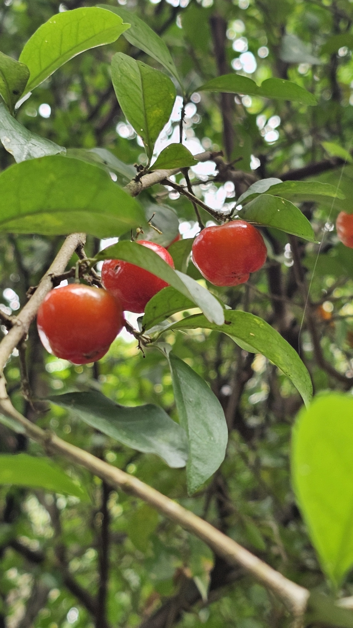 Imagem de Acerola