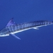 Striped Marlin - Photo (c) Stefanie, some rights reserved (CC BY-NC), uploaded by Stefanie