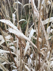 Setaria viridis major