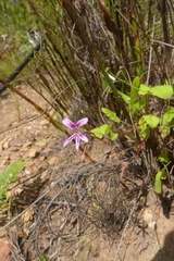 Pelargonium pseudosetulosum