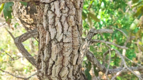 Qualea grandiflora (Qualea grandiflora)