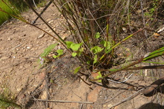 Pelargonium pseudosetulosum