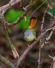 Erythrocercus livingstonei
